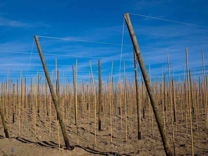 Trellises