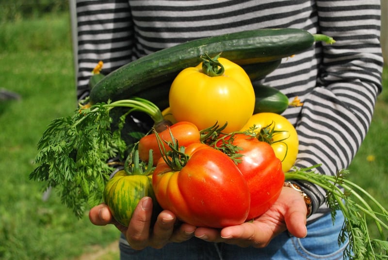 Vegetable Patch
